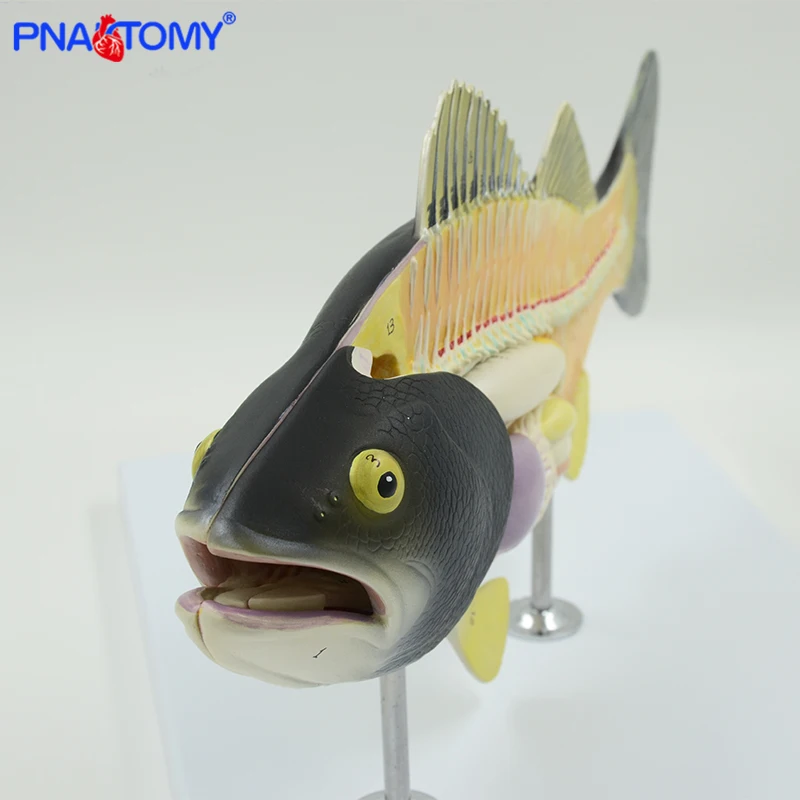 Fish Anatomical Model Fish Bone Weever Anatomy Animal Model Students Studying Tool Detachable with Base Colored  PNATOMY