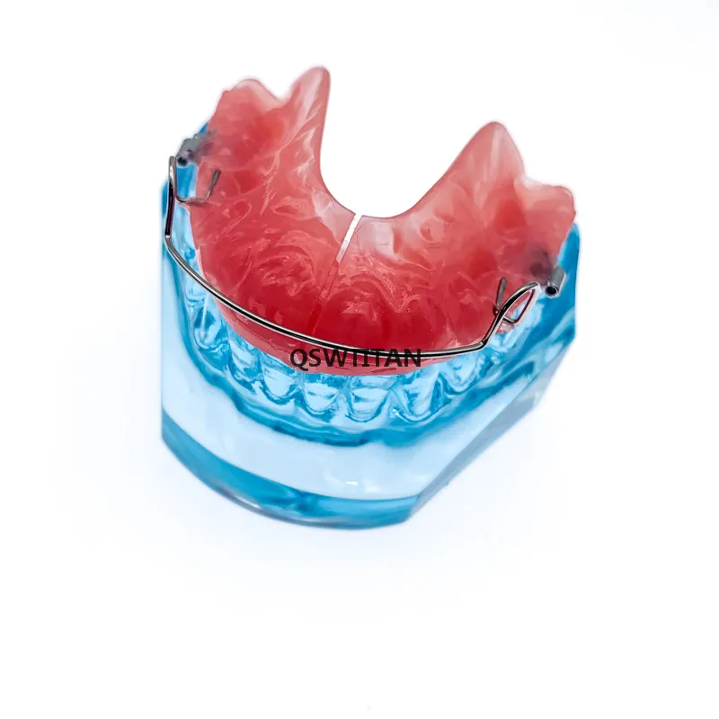 Teeth model orthodontic model with retainer for Dental student demonstrates research model