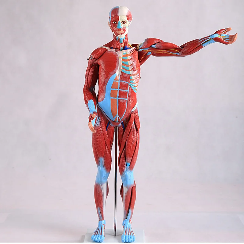 BIX-A1100 Material Wear-Resistant 80 cm with Internal Organs Whole Body Muscle Anatomy Model