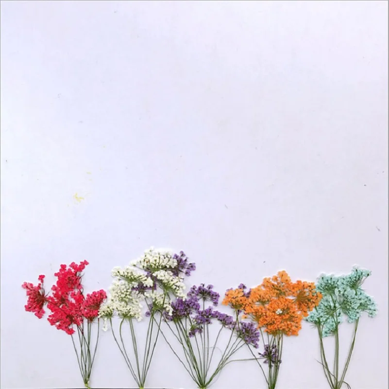 60pcs Pressed Dried Multi-head Ammi Majus Flower With Stem For Nail art Epoxy Resin Pendant Necklace Jewelry Making Craft DIY