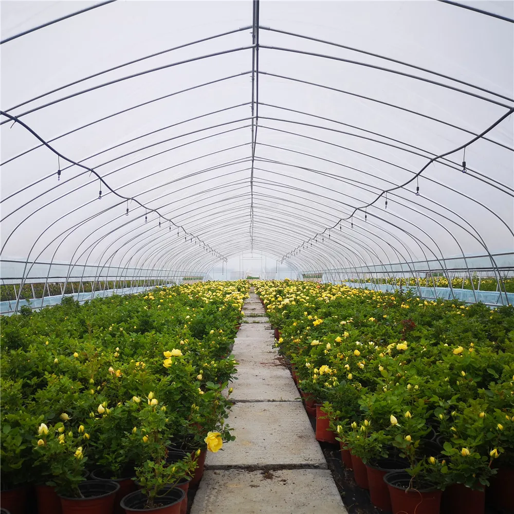 6M*10M-Vegetable greenhouse cucumber tomato green house sunshine house invernaderos