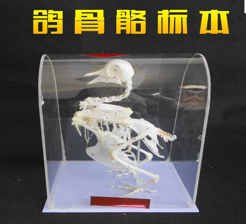 

Pigeon Skeleton Specimen Skeleton Model Biological Experiment Demonstration Teaching Specimen 11.5x16.5cm