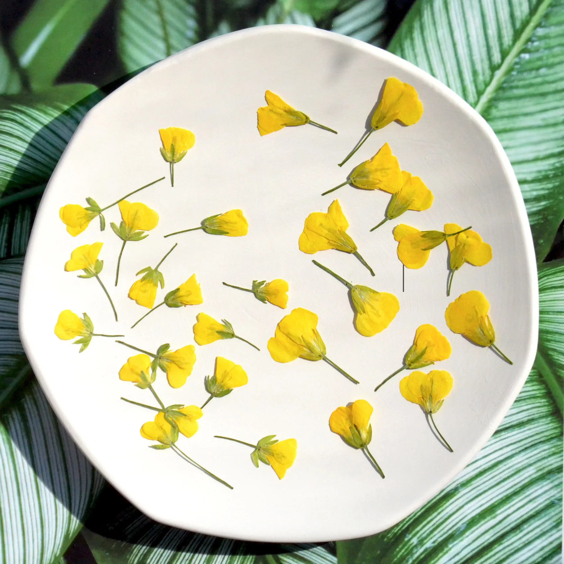 

120pcs Pressed Dried Canola Cole Flower Herbarium For Epoxy Resin Jewelry Making Bookmark Face Makeup Nail Art Craft