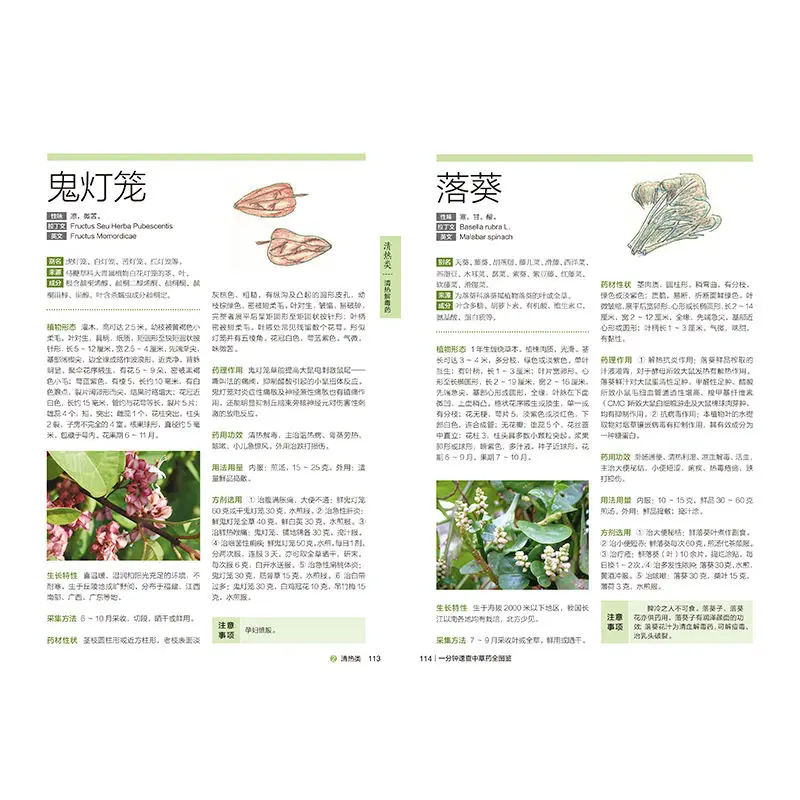 Imagem -05 - Ervas Medicinais Chinesas Ilustradas Cartilha de Referência Rápida para Aprender a Identificar Ervas Educacionais Livros Medicina Chinesa 512