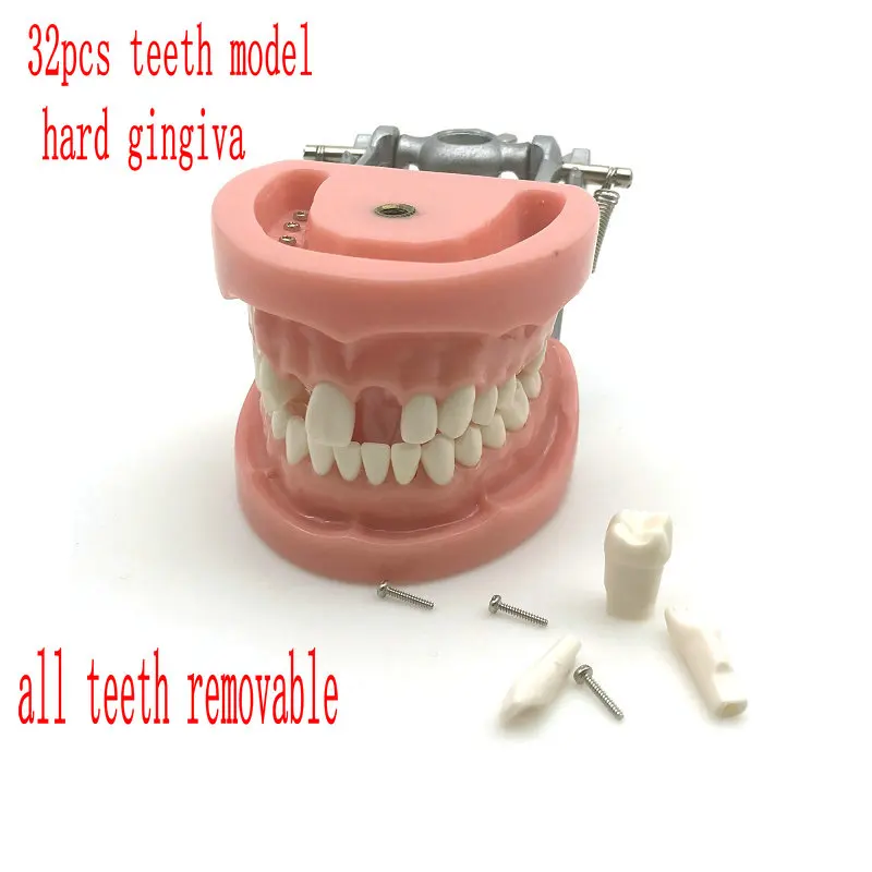 

Dental Universal Plate 200H Type realistic Removable Teeth Model 32pcs hard gum