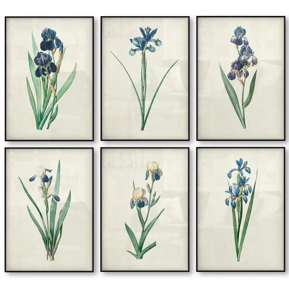 Botanical Iris Flower Vintage Poster Blue Floral Plant Antique Science Illustration Drawing Picture Wall Art Canvas Print Decor