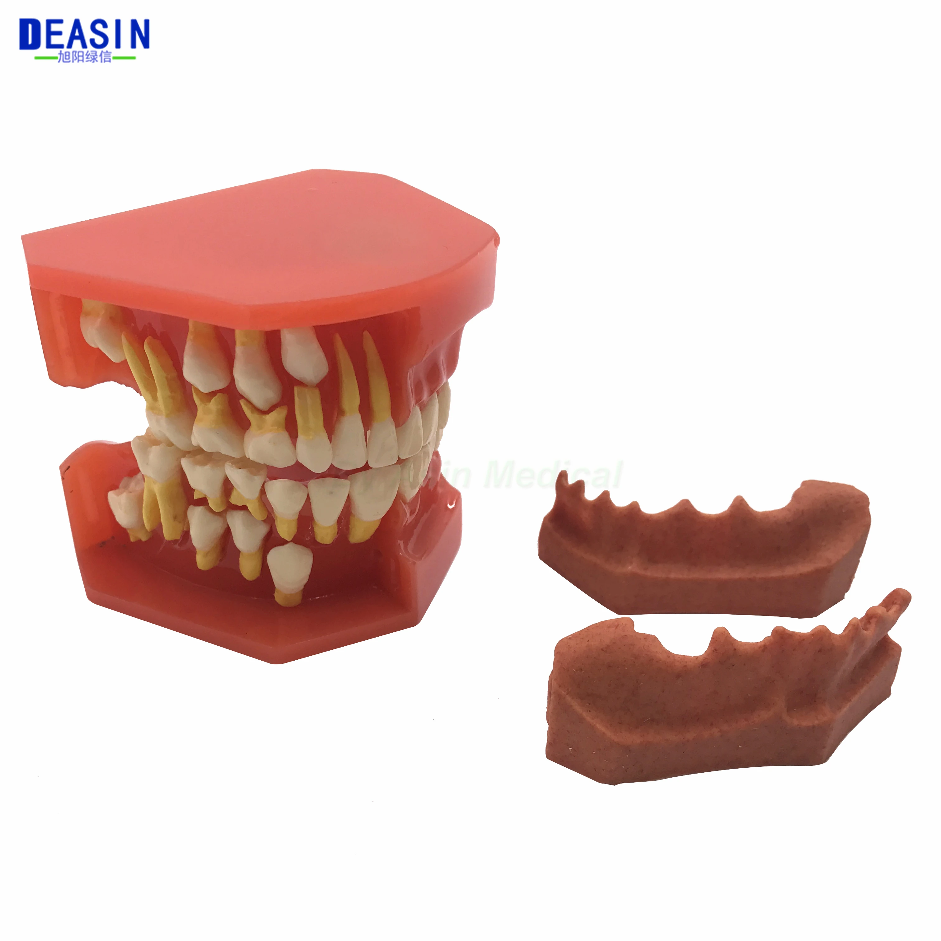 New Arrival Dental Tooth Teeth Anatomical Anatomy Model Children kid's Dental Model