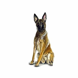 13cm*6cm Belgian Shepherd Car Sticker Malinois Dog Waterproof Decal Laptop Truck Motorcycle Auto Accessories