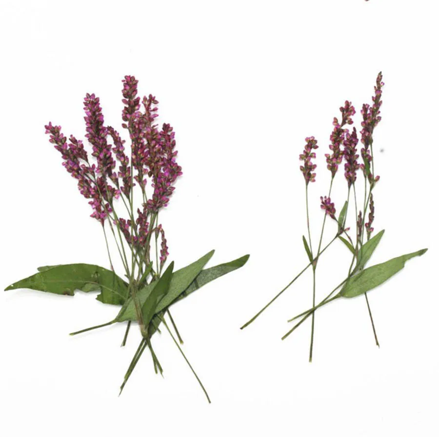 60pcs Pressed Dried Polygonum Hydropiper Flower Plant Herbarium For Jewelry Bookmark Postcard Phone Case DIY Making Accessories