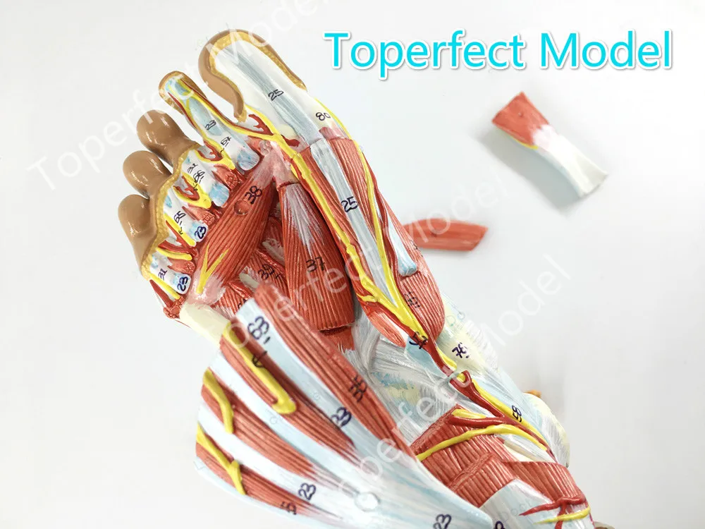 1:1 Life Sized Human Foot Joint Anatomical 9 Parts Model Muscle Neurovascular Ligament  Hand Foot Surgery Model