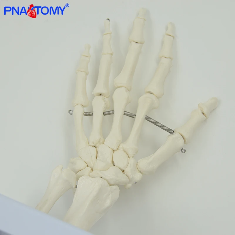 Pnatomy vida tamanho flexível mão comum modelo mão osso anatômico modelo dedo osso metacarpal esqueleto ferramenta de ensino médico