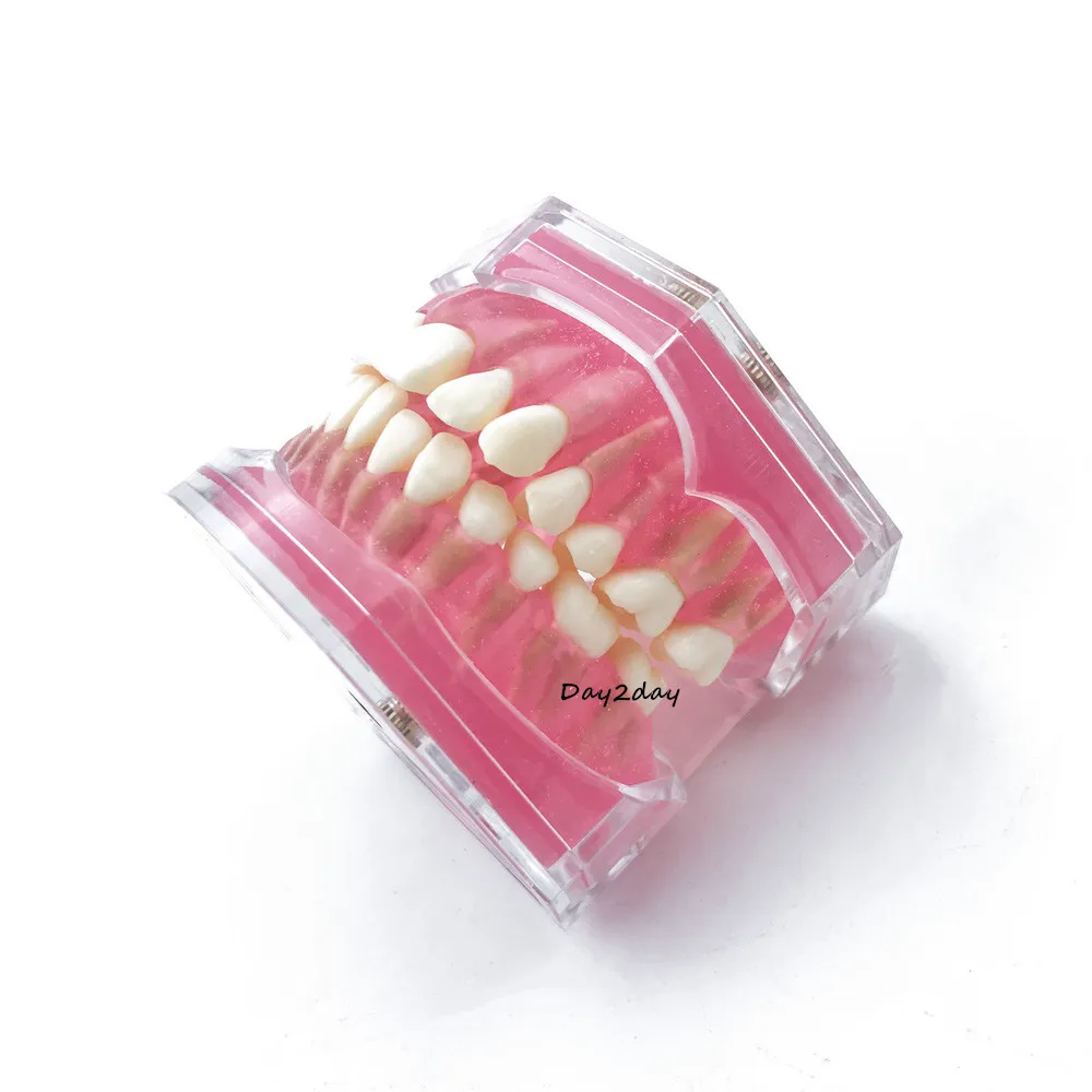 Dental Standard Model with Removable Teeth Dental Study Teach Teeth Model #7008