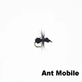 Ant
