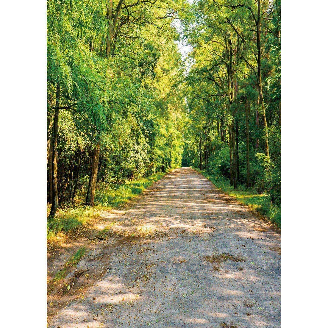 مسار مشمس في الغابة خلفيات التصوير الفوتوغرافي الصيفية خلفية مخصصة للحيوانات الأليفة لعبة الأطفال الطفل التقاط الصور استوديو الصور