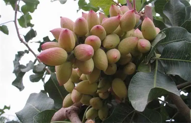 Świeża obieraczka pistacjowa farma 50-60kg/czas maszyna pistacjowa