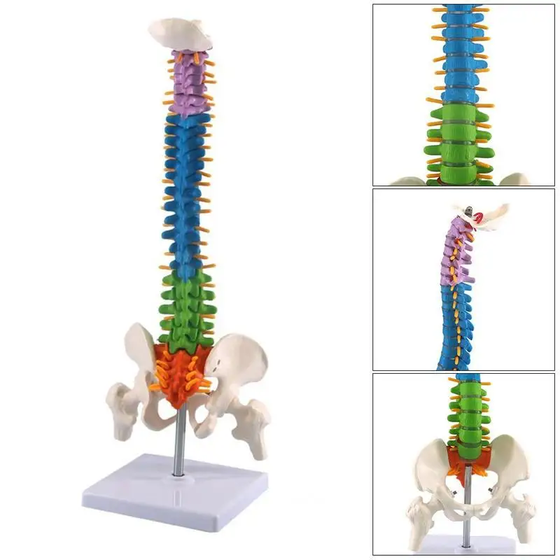 45CM Color Vertical Spine  Human Anatomical Anatomy model Medical spinal column  skeleton model teaching supplies