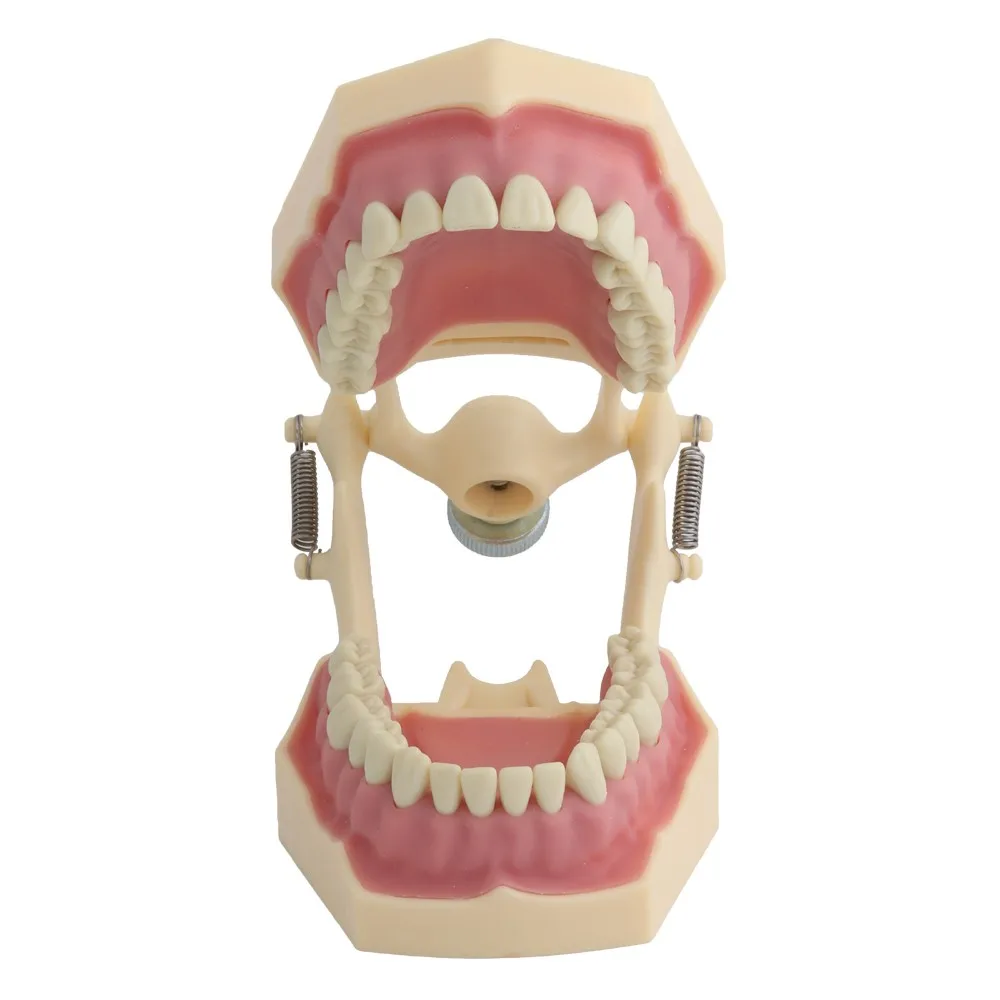 Teeth Model Fit Frasaco Dental Model Dental Teaching Model Standard Model with 32pcs Screw-in Teeths Demonstration