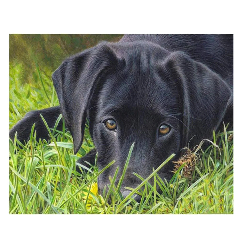 Black Labrador 5D Round Square Embroidery Diy Full Diamond Painting Sets Mosaic Puppy Dog Pictures Rhinestone ArtZP-1564