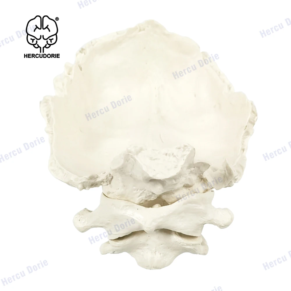 Educational Model Occiput Model - Human Cervical Spine Model Occipital Bone Model PVC Material Atlas and Axis with Occipital Bon