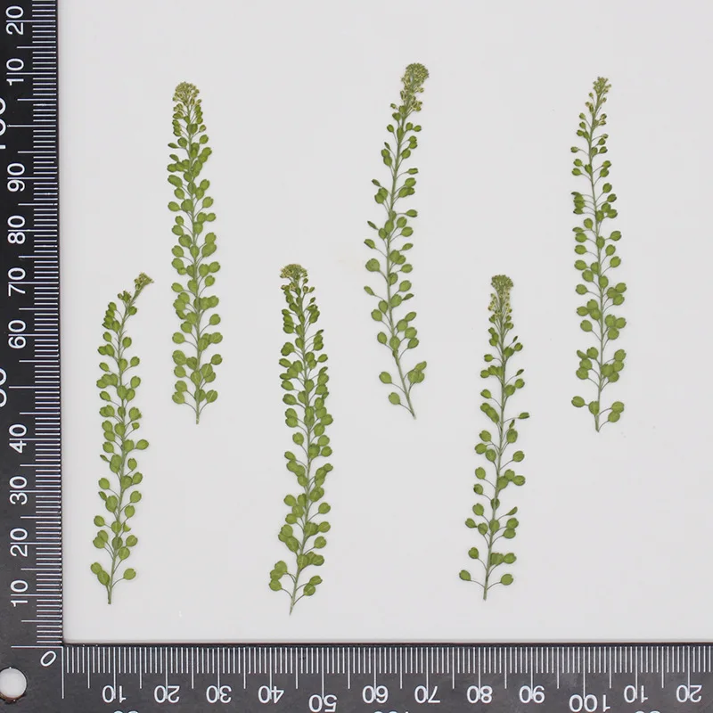 60pcs Pressed Dried Lepidium Apetalum Leaf Plant Herbarium For Jewelry Phone Case Bookmark Scrapbook Invitation Card Making