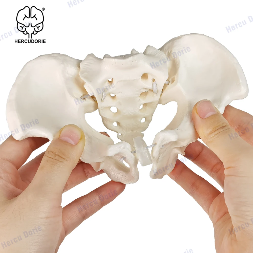 Mini Pelvis Model Human Skeleton Model 1:2 size pelvis, Human anatomy features hip, Sacrum and tailbone