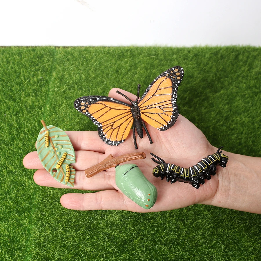 

Simulation Insect Monarch Butterfly Growth Cycle Figurine Life Cycle of a Butterfly Model Educational Biology Science Toys