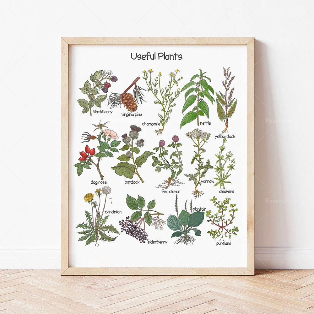 Educational posters for kitchen herbs, fruits and plants, posters for home school  classrooms, downloadable prints for