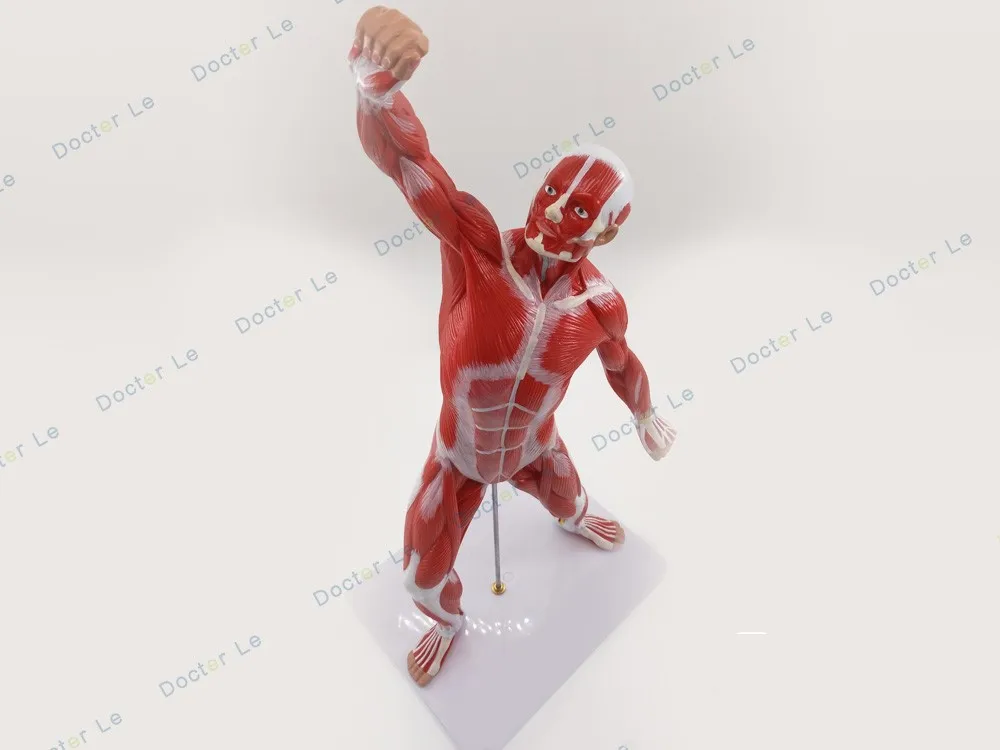 

50cm Human muscle art medical skeletal muscle anatomy model fitness teaching human muscle tissue model medical teaching