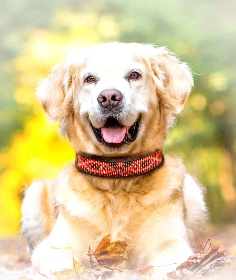 Rechargeable Illuminated Dog Collars LED Programmable Scrolling Text Flash Leopard Collar Puppy Night Safety Accessories Product