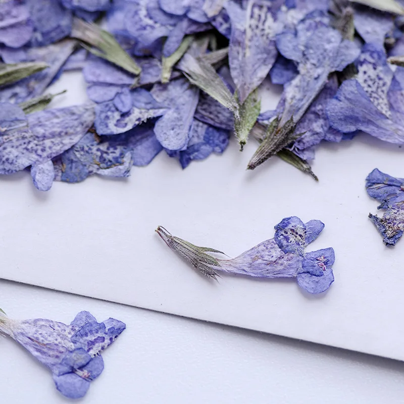 

120pcs Pressed Dried Flower Mazus japonicus Herbarium For Make Up Nail Art Jewelry Bookmark Phone Case Invitation Card DIY