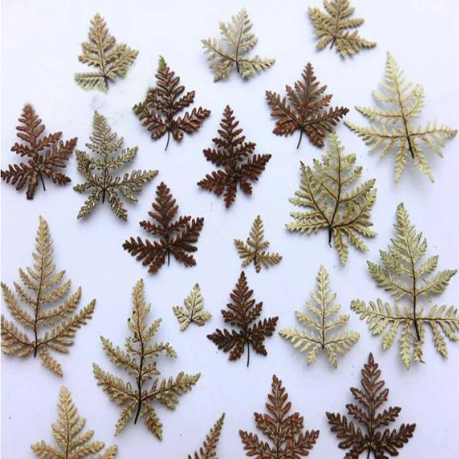 

120pcs Dried 3-6cm Fern Leaf Leaves Plants Herbarium For Jewelry Postcard Photo Frame Bookmark Phone Case Craft DIY