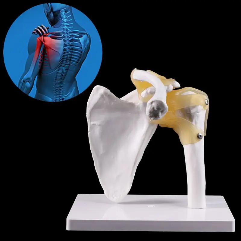 Imagem -02 - Modelo Anatômico Funcional Tamanho da Vida Esqueleto Anatomia Humana Modelo Osso Articulações Ombro Músculo para Ensino Ferramenta Estudo