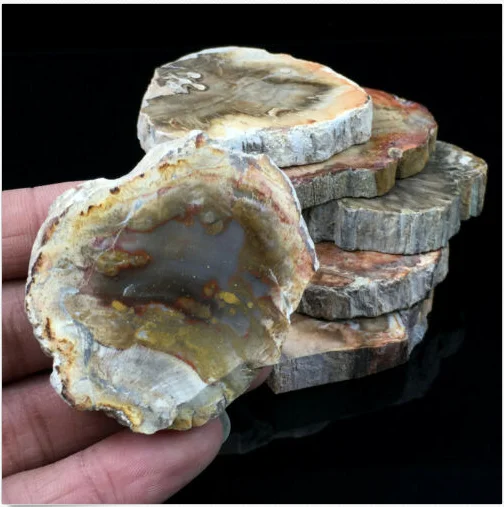 Natural Polished Microsection Petrified Wood Quartz Crystal Gift Healing 1PC