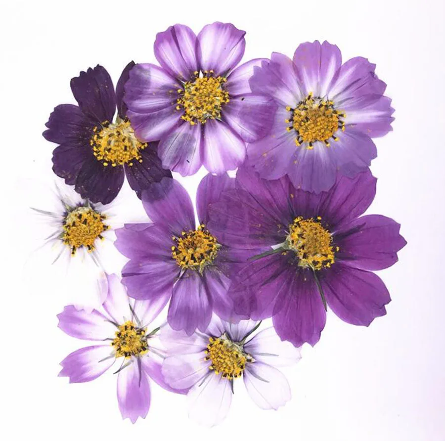 100pcs 4-7cm Dried Pressed Purple Cosmos Bipinnata Cav. Flower For Postcard Jewelry Bookmark Craft DIY Flowers Accessories