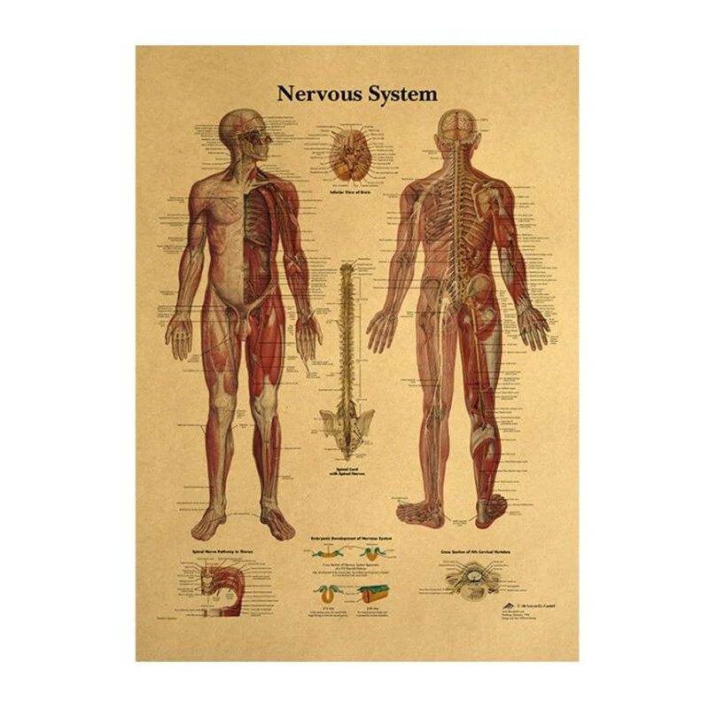 The Body Structure Skeleton Nervous System Vintage Poster Medical Decoracion Painting Wall Art Kraft Paper Wall Stickers