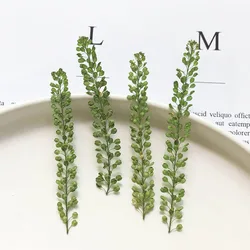 7-8cm/24pcs,The True Leaf Plant Pressed Garden Cress,Dried Flowers Wedding Christmas Decoration Bookmark Embossed Table Lamps