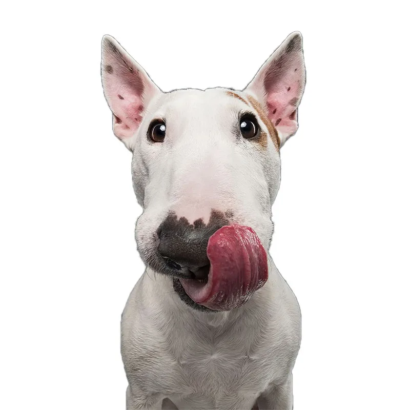 QD112 Śmieszny Bull Terrier Uroczy Pies Naklejka Dekoracja Domu Lodówka Naklejka na Laptop Toaleta