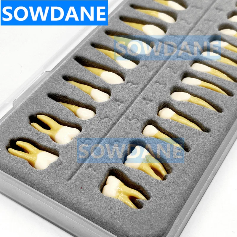 Dental 28 pcs 1:1 Demonstration Permanent Teeth Teach Study Model Dental Dentist Practice Mold Typodont