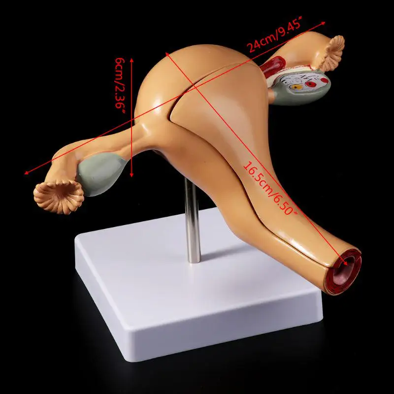 Sexual Female Organ Models Anatomic Model of Female Reproductive Organ Uterus Vagina, Female Womb Model