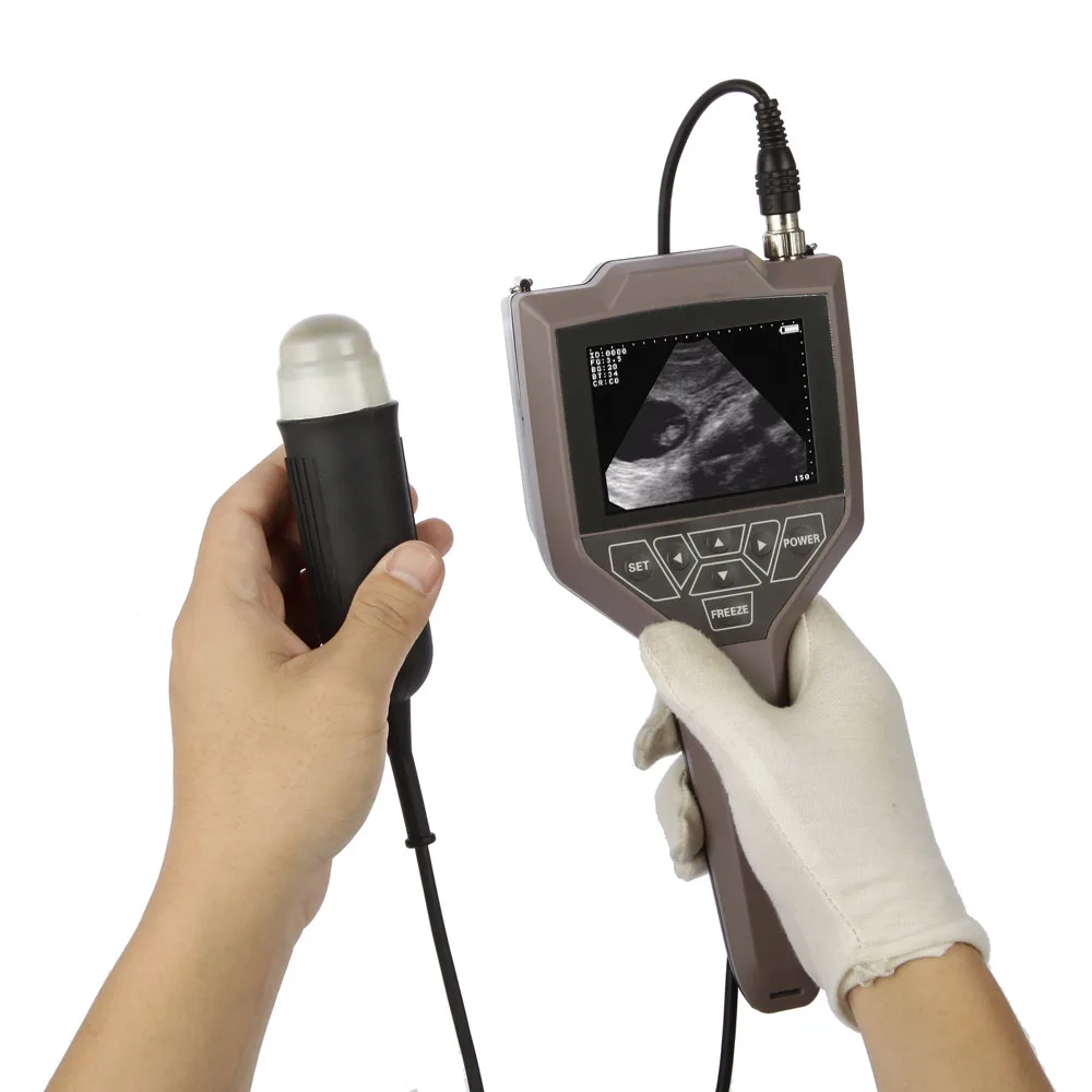 Veterinary pregnancy Fertility Sex Diagnosis Ultrasound