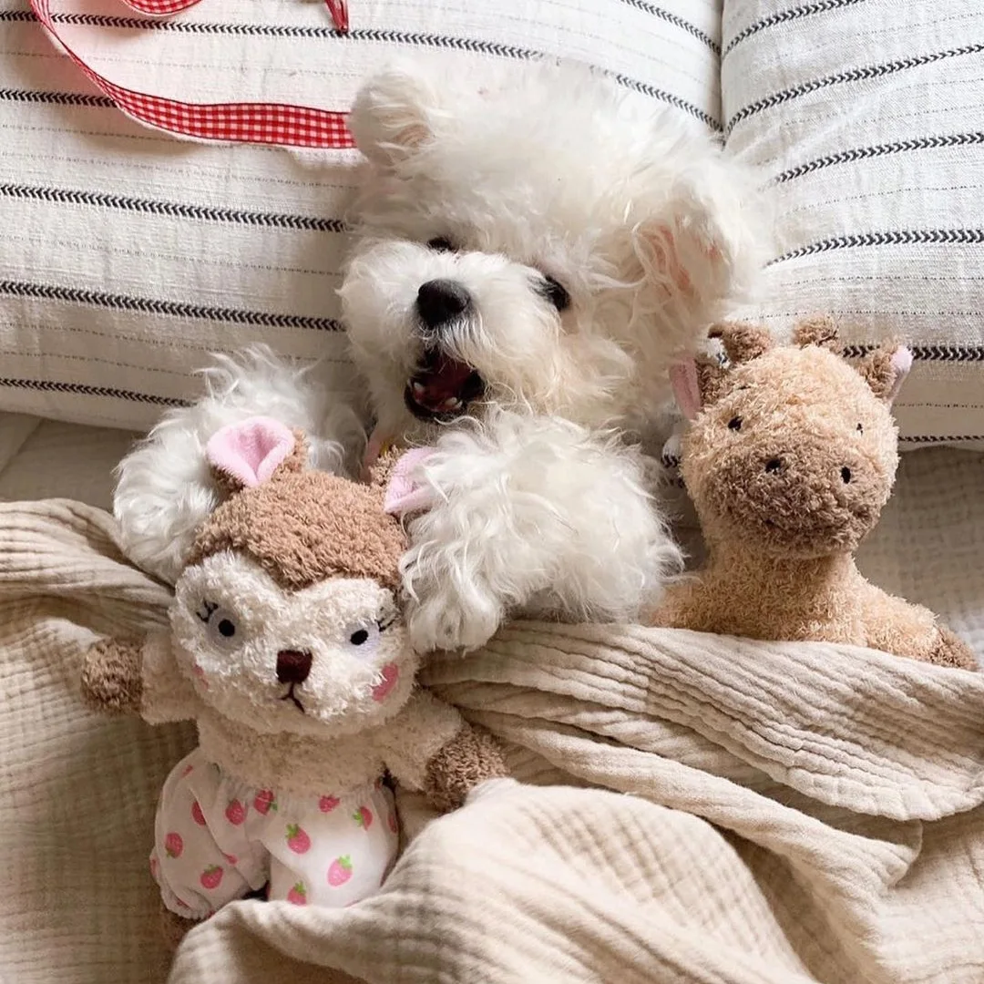 Brinquedo do cão coelho esquilo dormindo acompanhando bonito brinquedo do animal de estimação brinquedo soando escova de dentes do cão brinquedo gato de pelúcia cães animais de estimação acessórios