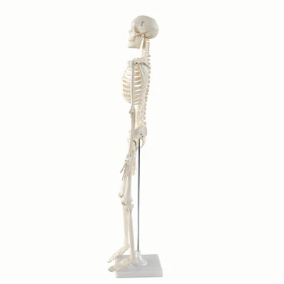 Simulation Mini Human Skeleton Model 85CM Detachable Medical Biology Teaching Skeleton Skeleton Assembly