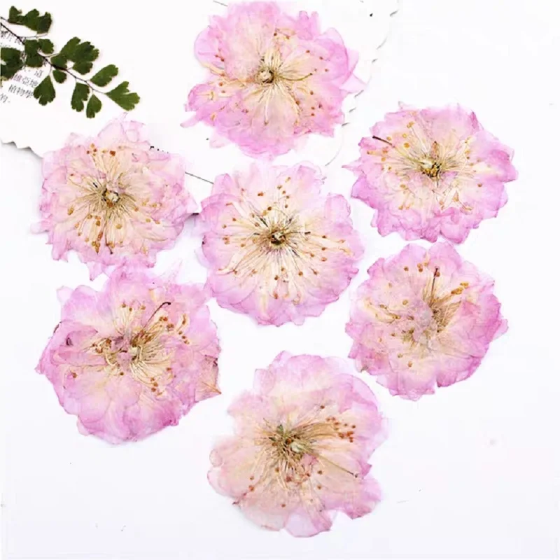 60pcs Pressed Dried Cerasus Cherry Blossoms Flower Plant Herbarium For Jewelry Photo Frame Phone Case Bookmark Making DIY