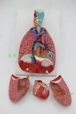 throat heart lung Anatomical Model Respiratory system Medical teaching model 36x23x12CM free shipping oido anatomico