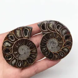 2pcs Semi-Chrysanthemum Stone Shell  Specimen Pair Of Daish Stone Fossils As A Gift