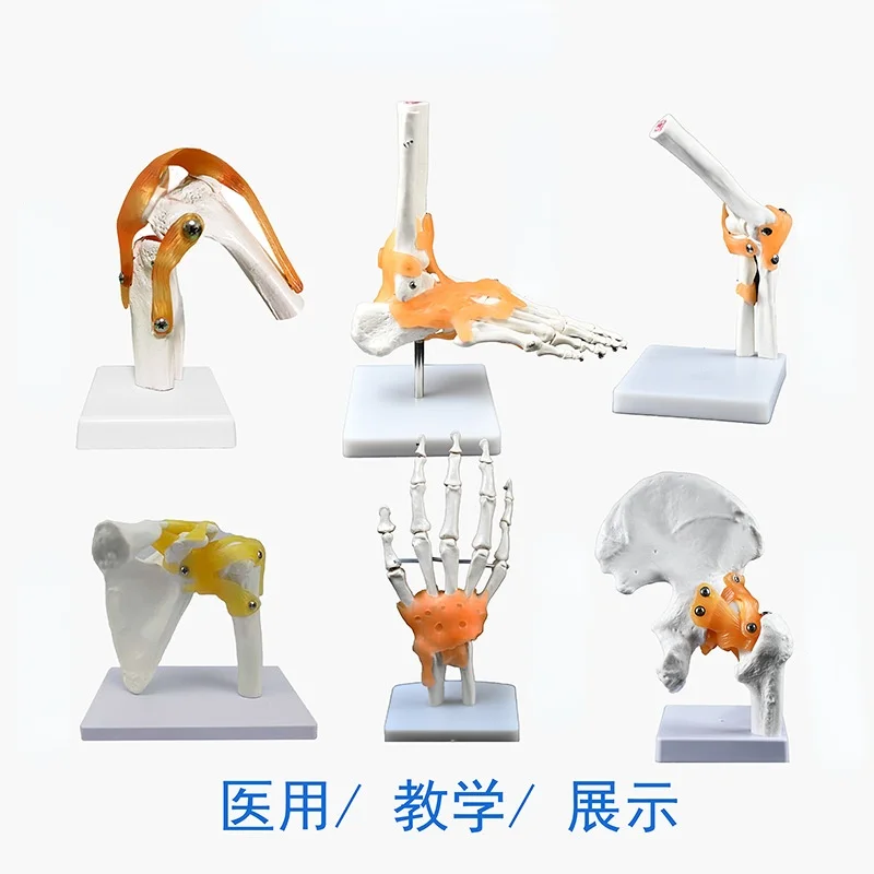 Hand Foot Knee Shoulder Joint Model Ligament Human Anatomy Skeleton Teaching Practice Medical Function Display  Orthopedics