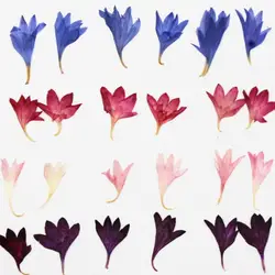 120pcs Pressed Dried Centaurea Cornflower Flower For Nail Art  Make Up Jewelry Bookmark Phone Case Invitation Card DIY