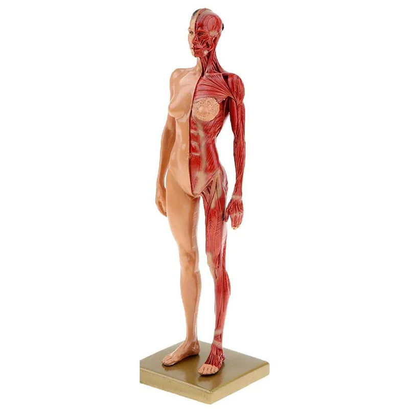 30cm Resin Human Body Muscle Statue Sculpture Anatomy Skeleton Model Medical Artist Drawing Tools Supplies