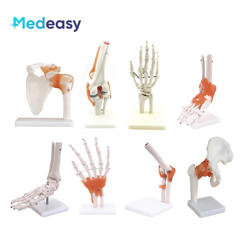 Human Life Size Anatomical Joint Model with Ligaments for Knee Hand Foot Hip Shoulder Elbow Anatomy Model