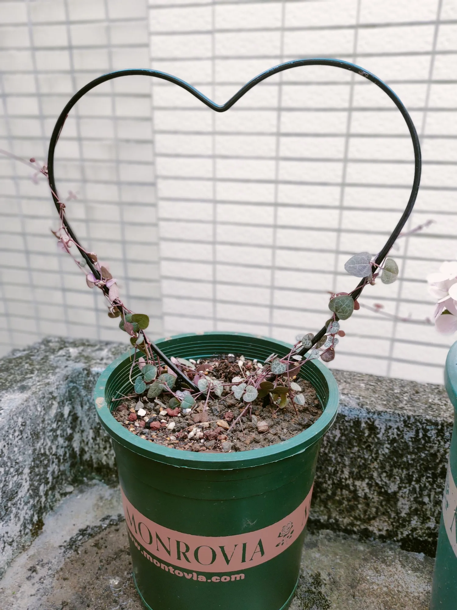 Love Heart-shaped Plant Climbing Vine Mountain Tortoise Dragon Iron Wire Lotus Frame Vine Small Bracket Support Rod Iron